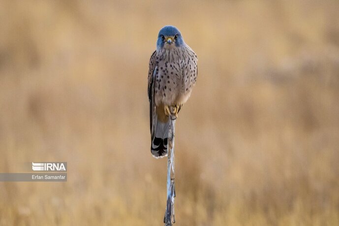 تصاویر| تنوع زیستی در پارک ملی بمو