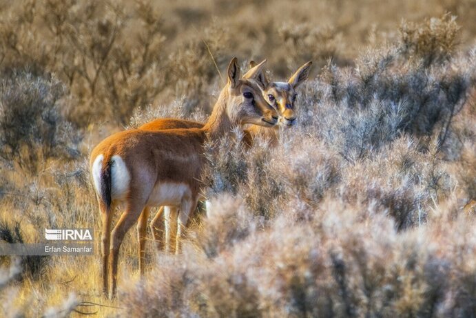 تصاویر| تنوع زیستی در پارک ملی بمو