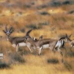 تصاویر| تنوع زیستی در پارک ملی بمو