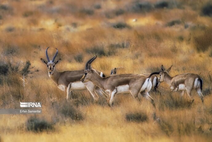 تصاویر| تنوع زیستی در پارک ملی بمو