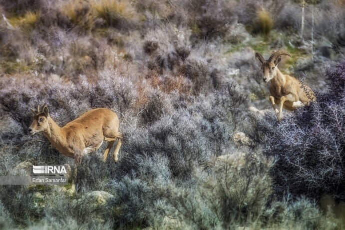تصاویر| تنوع زیستی در پارک ملی بمو