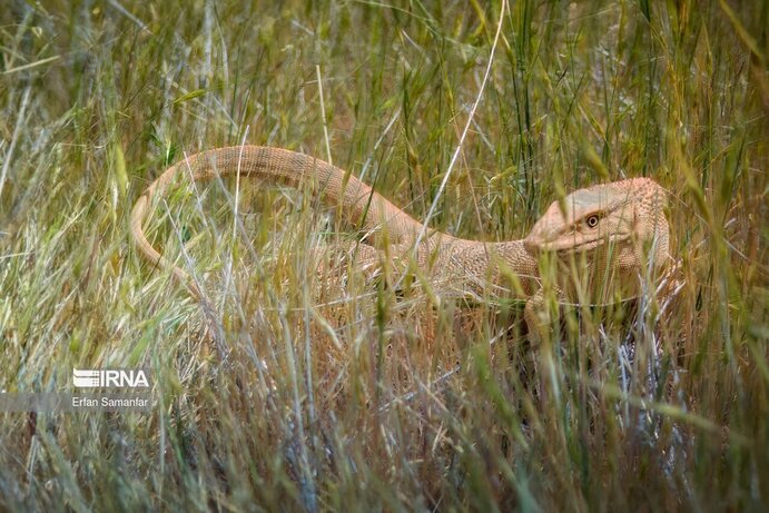 تصاویر| تنوع زیستی در پارک ملی بمو