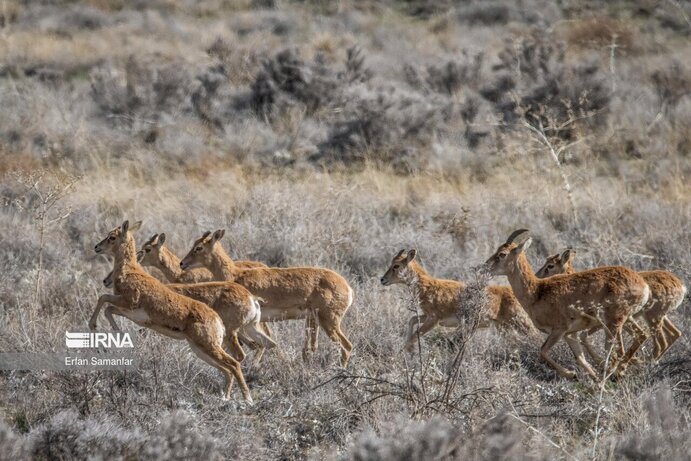 تصاویر| تنوع زیستی در پارک ملی بمو