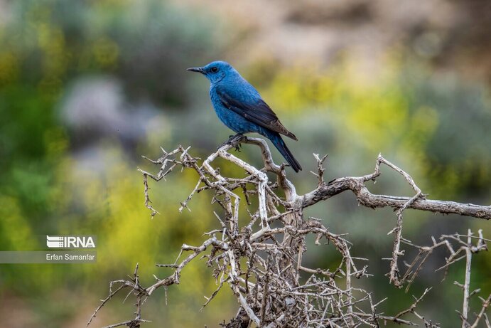 تصاویر| تنوع زیستی در پارک ملی بمو