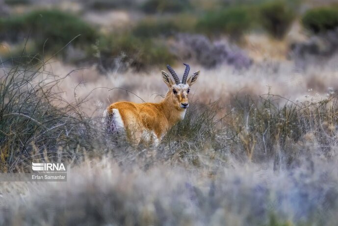 تصاویر| تنوع زیستی در پارک ملی بمو
