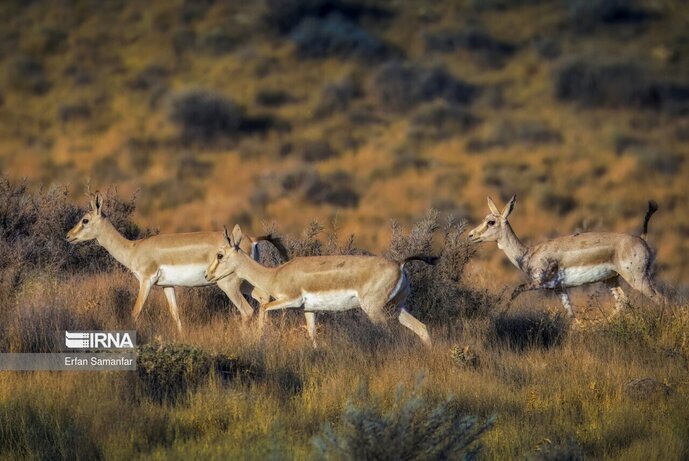 تصاویر| تنوع زیستی در پارک ملی بمو