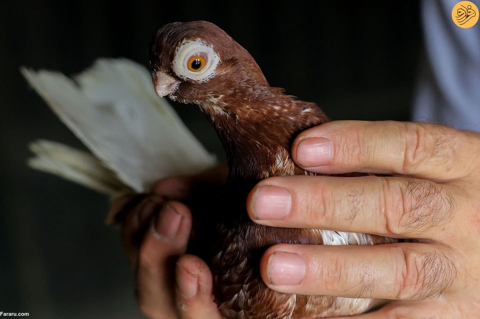 (تصاویر) پیرمردهای کبوترباز در روسیه