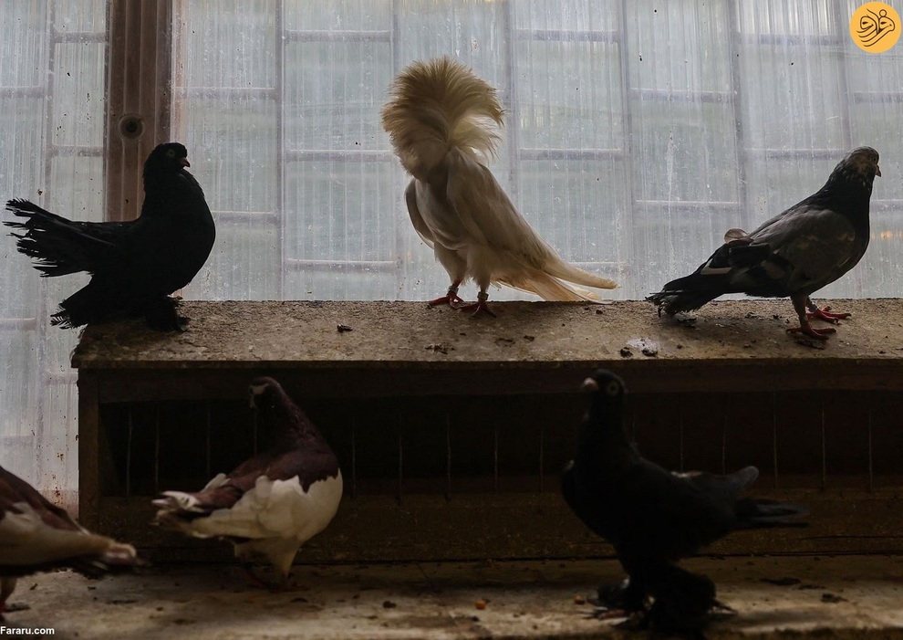 (تصاویر) پیرمردهای کبوترباز در روسیه