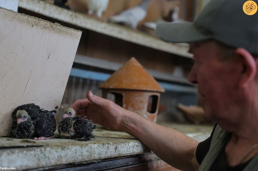 (تصاویر) پیرمردهای کبوترباز در روسیه