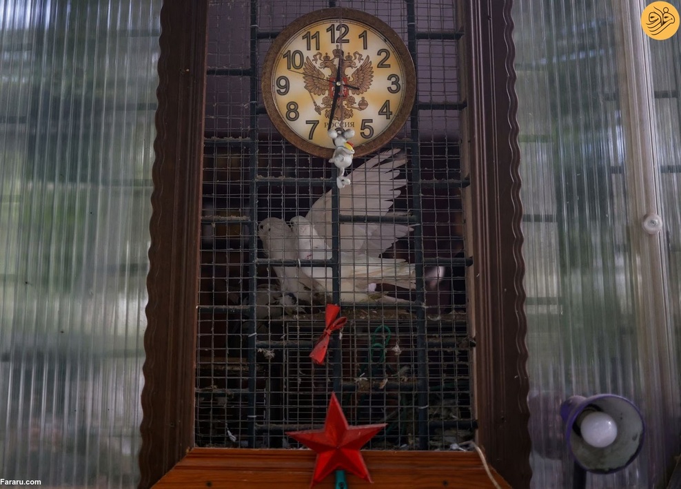 (تصاویر) پیرمردهای کبوترباز در روسیه