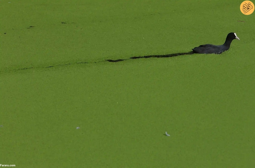 (تصاویر) از نجات شیر نر از جهنم تا وضعیت عجیب یک اسب