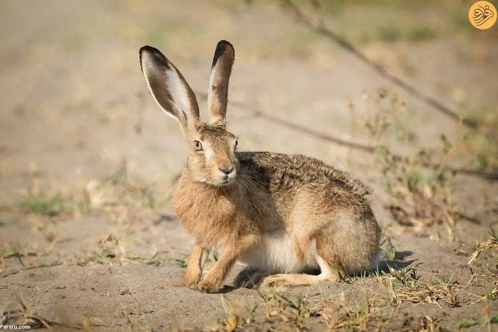 (تصاویر) از نجات شیر نر از جهنم تا وضعیت عجیب یک اسب