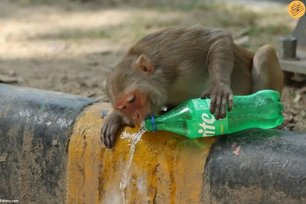 (تصاویر) از نجات شیر نر از جهنم تا وضعیت عجیب یک اسب