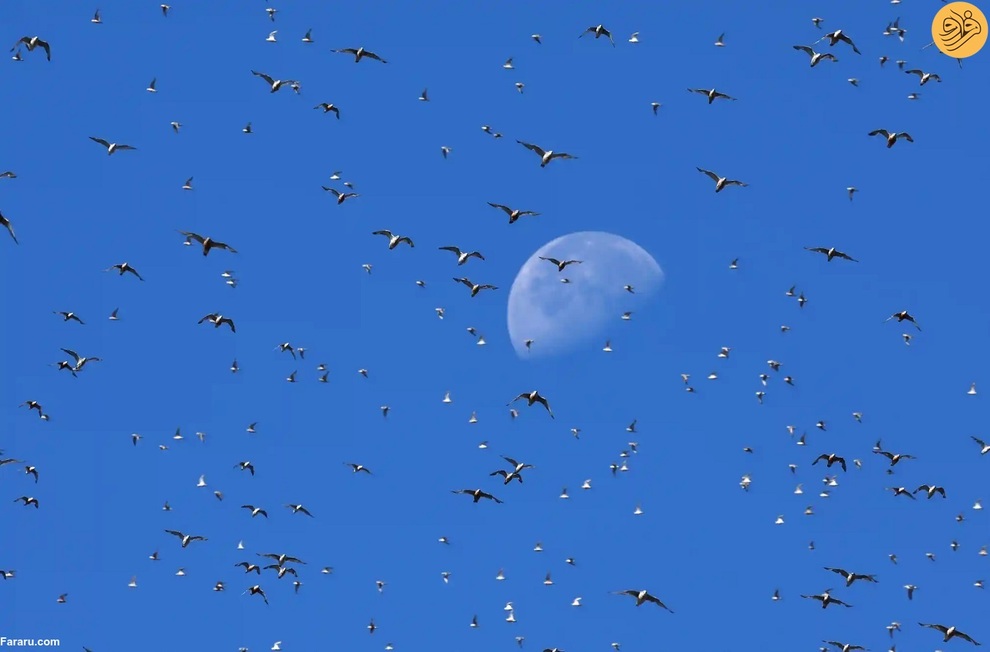 (تصاویر) از نجات شیر نر از جهنم تا وضعیت عجیب یک اسب