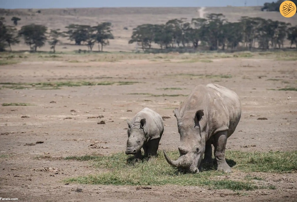 (تصاویر) از نجات شیر نر از جهنم تا وضعیت عجیب یک اسب