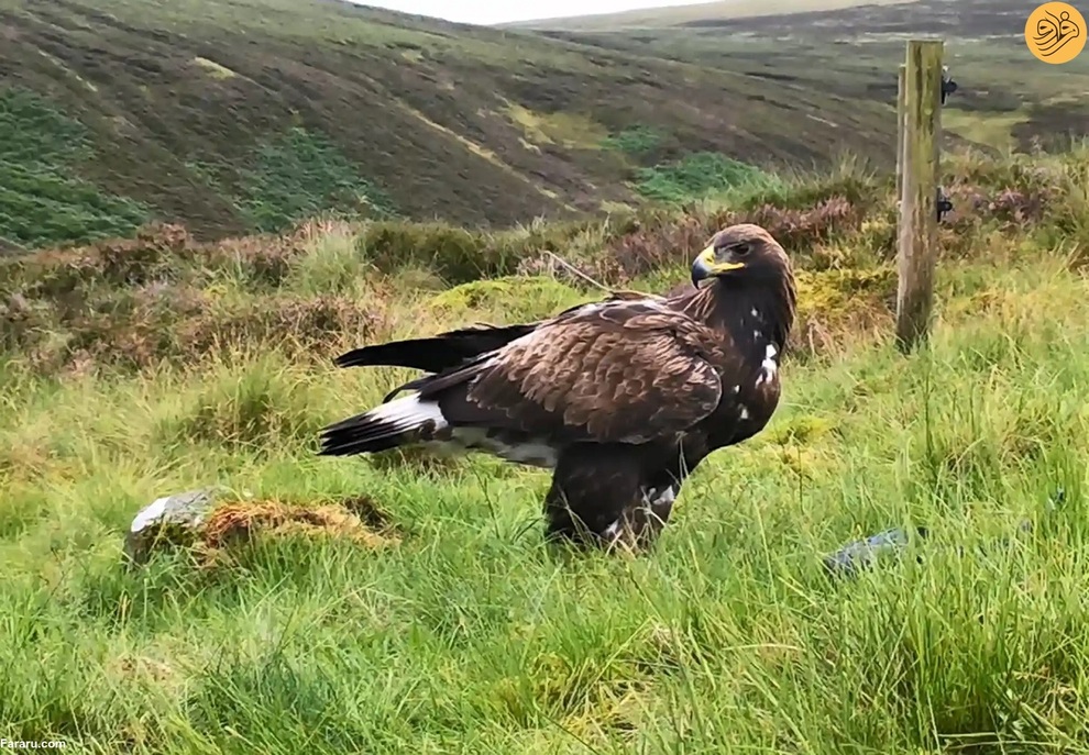 (تصاویر) از نجات شیر نر از جهنم تا وضعیت عجیب یک اسب