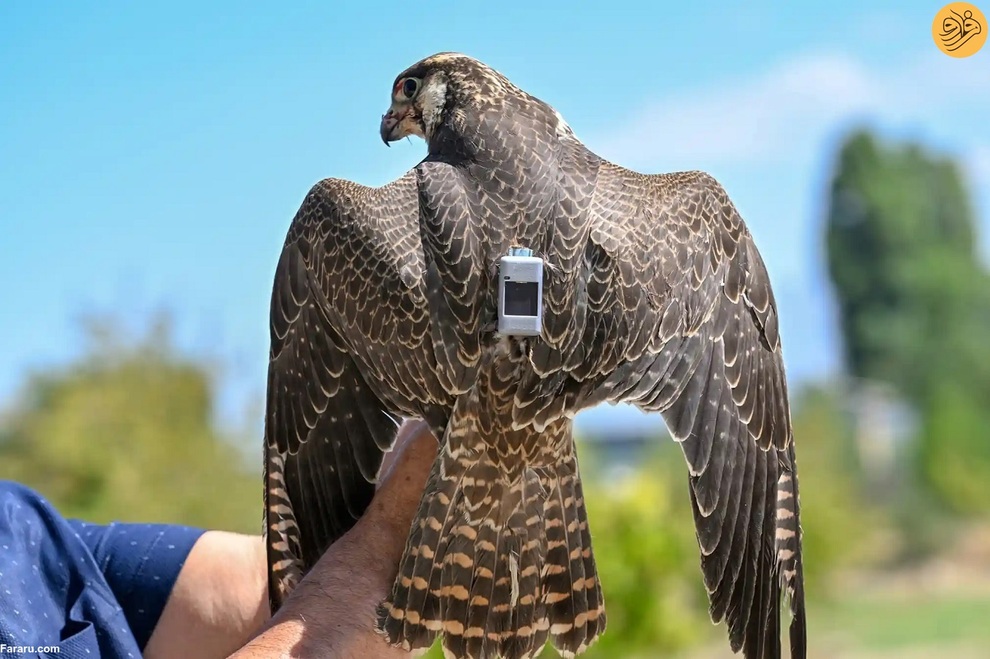 (تصاویر) از نجات شیر نر از جهنم تا وضعیت عجیب یک اسب