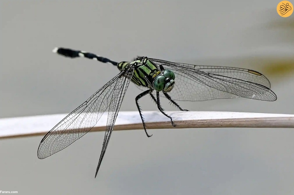 (تصاویر) از نجات شیر نر از جهنم تا وضعیت عجیب یک اسب