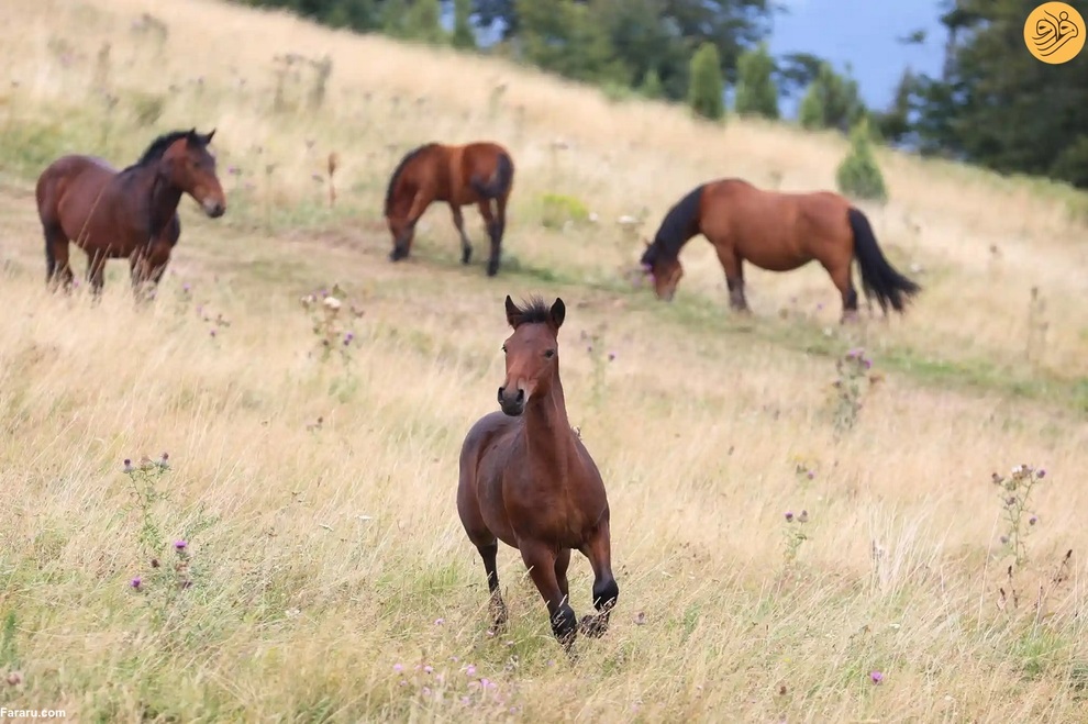 (تصاویر) از نجات شیر نر از جهنم تا وضعیت عجیب یک اسب
