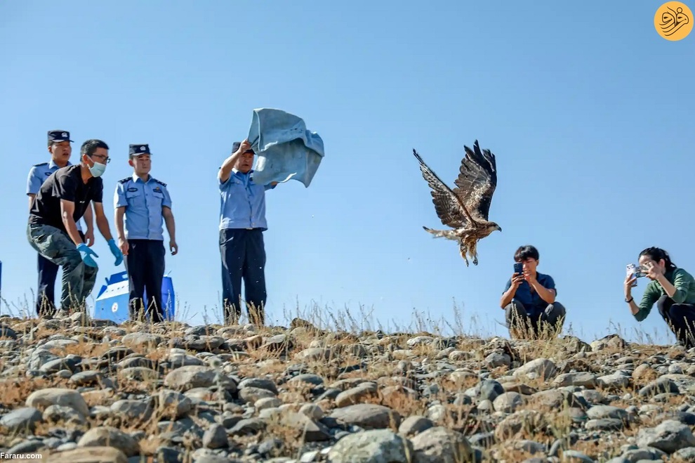 (تصاویر) از نجات شیر نر از جهنم تا وضعیت عجیب یک اسب