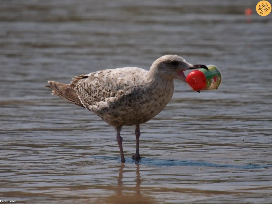 (تصاویر) از نجات شیر نر از جهنم تا وضعیت عجیب یک اسب