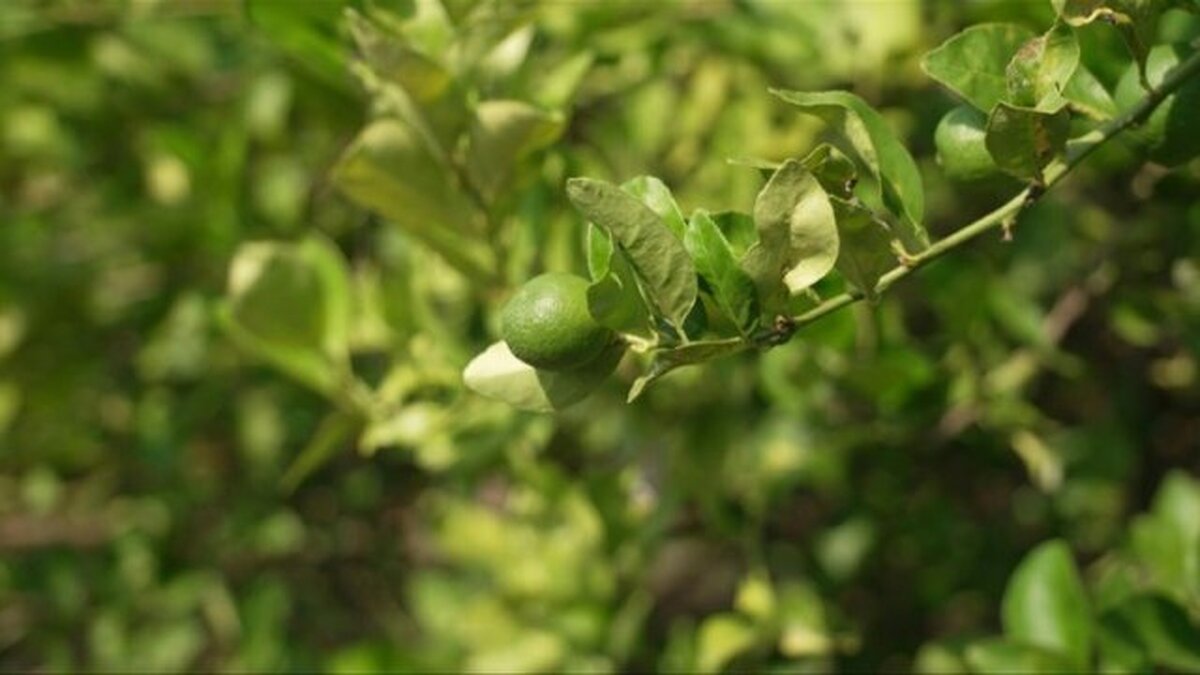 اسکورت کامیون‌های حمل لیمو توسط پلیس مکزیک به خاطر اخاذی از کشاورزان (فیلم)