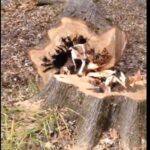 قطع یک درخت برای خارج شدن سگ بازیگوش (فیلم)