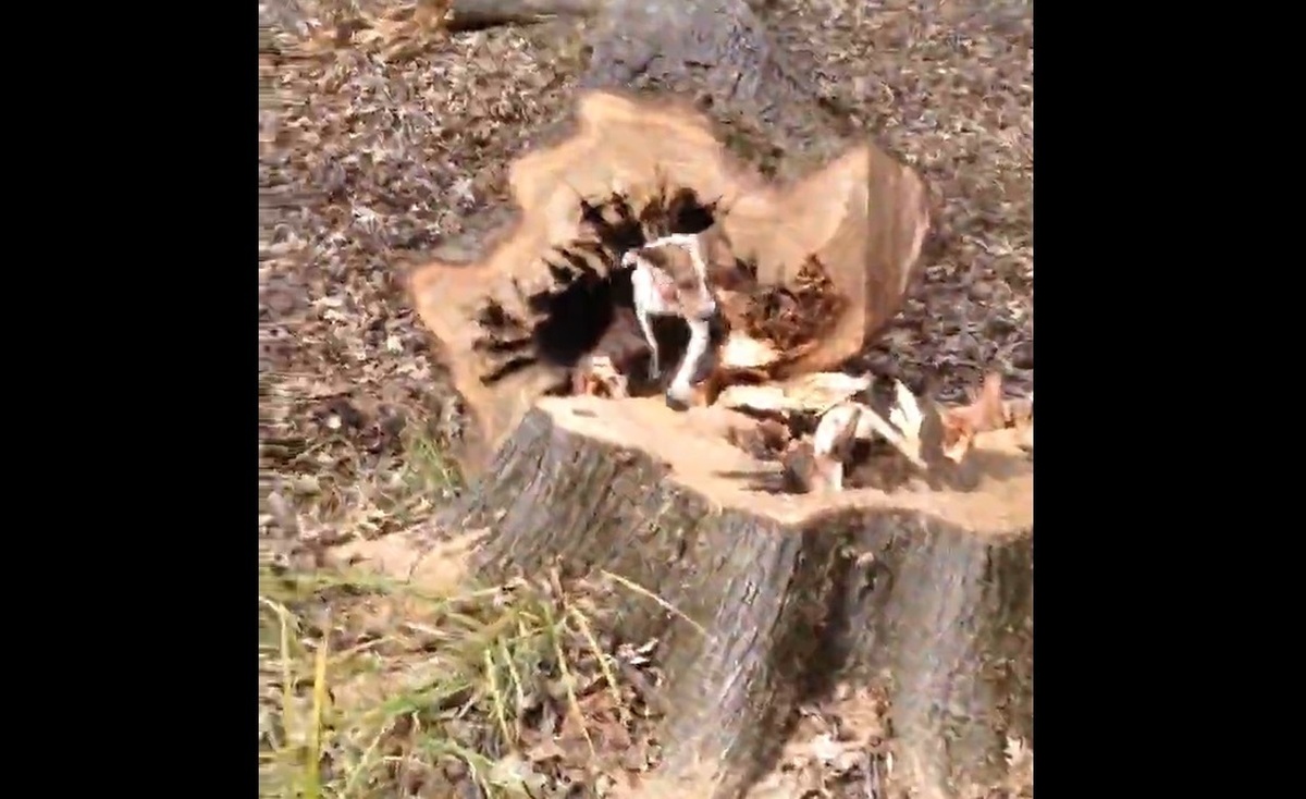 قطع یک درخت برای خارج شدن سگ بازیگوش (فیلم)