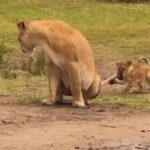 بازی با دم شیر به معنای واقعی (فیلم)