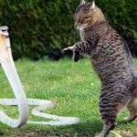 درگیری شجاعانه یک گربه با دو مار کبری (فیلم)