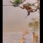 دست انداختن خنده دار چند ببر توسط میمون بازیگوش (فیلم)