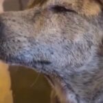 گریه سگ خیابانی به خاطر غذا (فیلم)