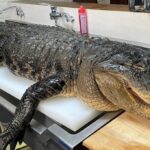 برش زدن ماهرانه تمساح 120 کیلوگرمی توسط استاد ژاپنی (فیلم)