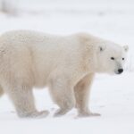 وقتی خرس قطبی دلش برای شکار کردن تنگ می شود (فیلم)