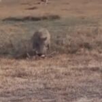 لحظه دردناک کشتن و خوردن بچه آهو توسط گراز (فیلم)