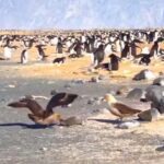 دزدیدن و زنده خواری بچه پنگوئن توسط مرغ های دریایی (فیلم)