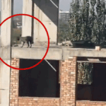 ببینید یک سگ چطور اعجاب انگیز از طبقه پنجم یک ساختمان می‌پرد و زنده می‌ماند! (فیلم)