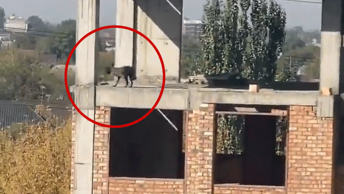 ببینید یک سگ چطور اعجاب انگیز از طبقه پنجم یک ساختمان می‌پرد و زنده می‌ماند! (فیلم)