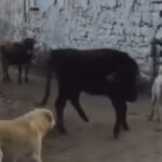 میانجی گری گاو نر ، درگیری بین دو سگ را حل کرد (فیلم)