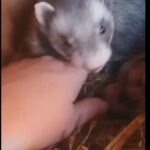 موش خرمایی دست صاحبش را گرفت تا بچه هایش را نشانش دهد (فیلم)