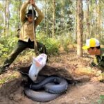 بیرون کشیدن شاه مارهای کبرا از زمین توسط دو شکارچی ویتنامی (فیلم)