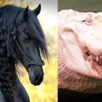 10تا از حیوانات گران قیمت جهان ؛ از اسب 800 میلیاردی تا گاو 60 میلیارد تومانی (فیلم)