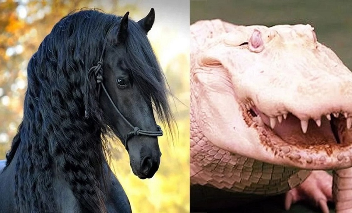 10تا از حیوانات گران قیمت جهان ؛ از اسب 800 میلیاردی تا گاو 60 میلیارد تومانی (فیلم)