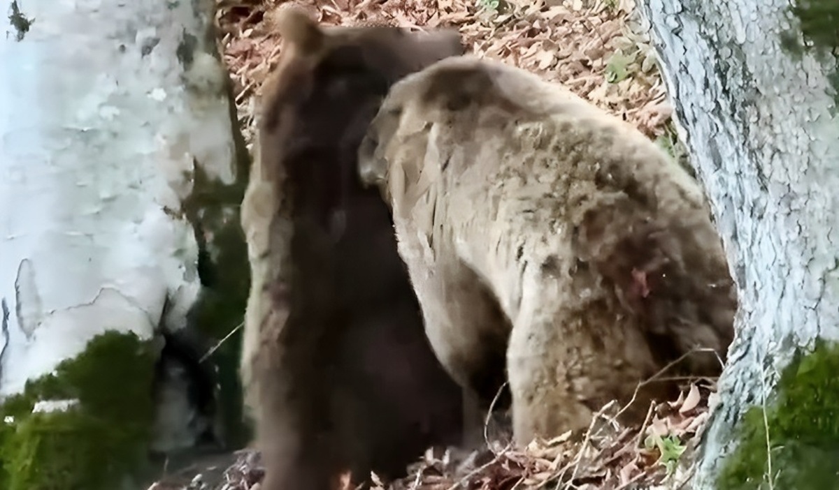 بازی دو خرس قهوه‌ای در ارتفاعات مازندران (فیلم)