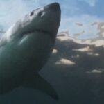 ثبت تصاویری خارق‌العاده از حمله مرگبار کوسه‌های سفید به فک‌ها و دفاع جانانه آن‌ها (فیلم)