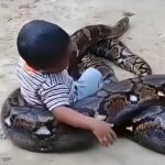 بازی حیرت انگیز یک کودک با مار پیتون غولپیکر (فیلم)