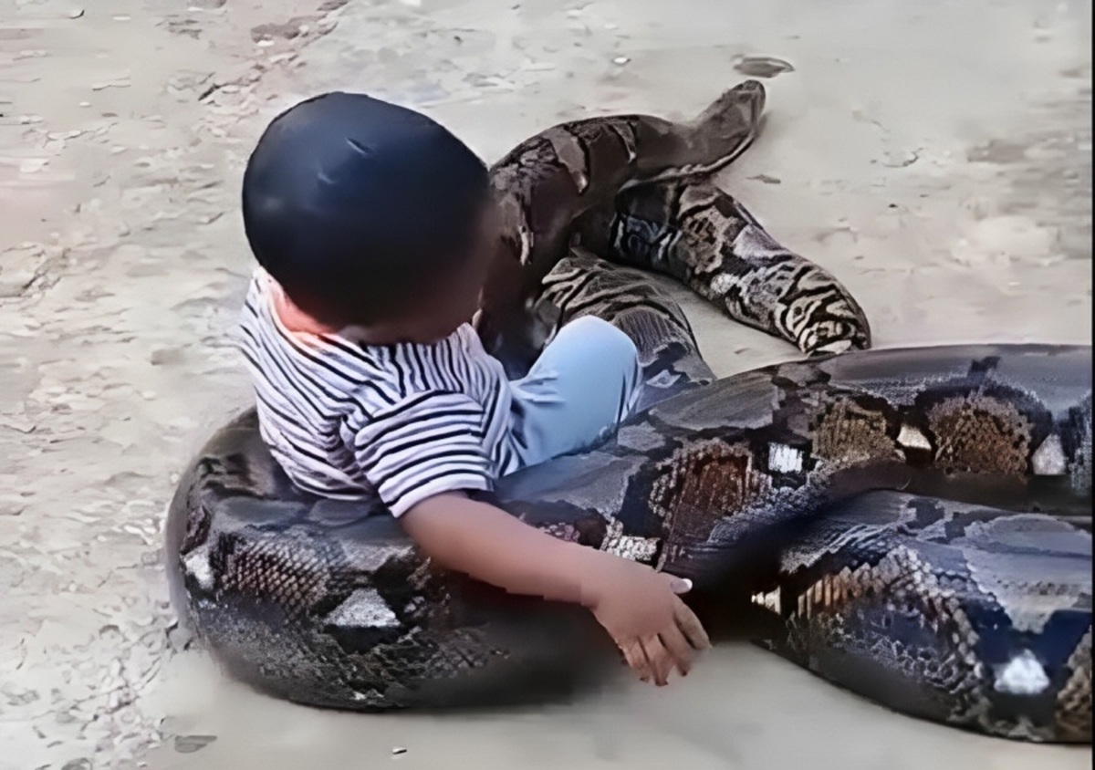 بازی حیرت انگیز یک کودک با مار پیتون غولپیکر (فیلم)