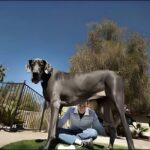 10 سگ خانگی بزرگ و غول پیکر دنیا (فیلم)