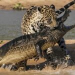 حمله جگوار به تمساح کایمن ؛ وقتی شکارچی خودش طعمه می‌شود (فیلم)
