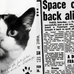 سرگذشت تنها گربه‌ای که به فضا رفت (فیلم)